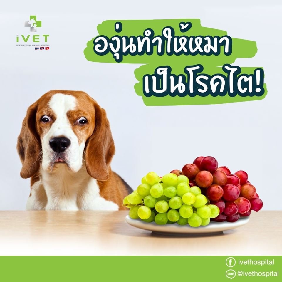 รู้หรือไม่!! องุ่นสำหรับน้องหมาห้ามทานเลย รู้หรือไม่!! องุ่นสำหรับน้องหมาห้ามทานเลย